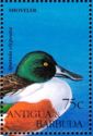 Shoveler (Spatula clypeata)